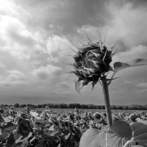 Tournesols en N&B