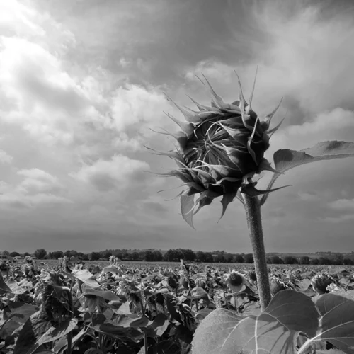 Tournesols en N&B