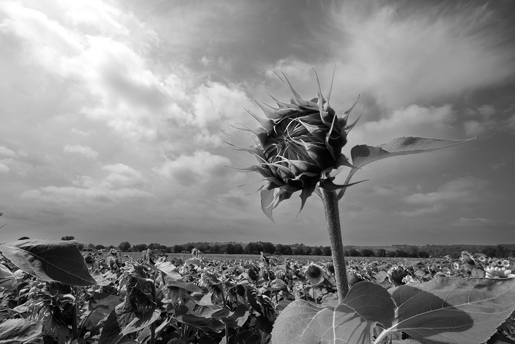02 BNW_DSCF1897 copie Tournesols en N&B