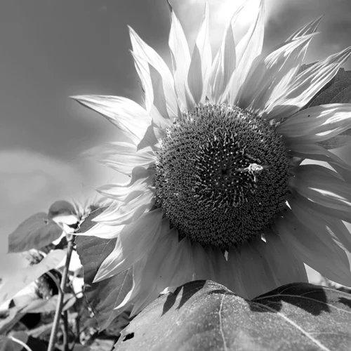 Tirage photo tournesols par Pablo Arce©