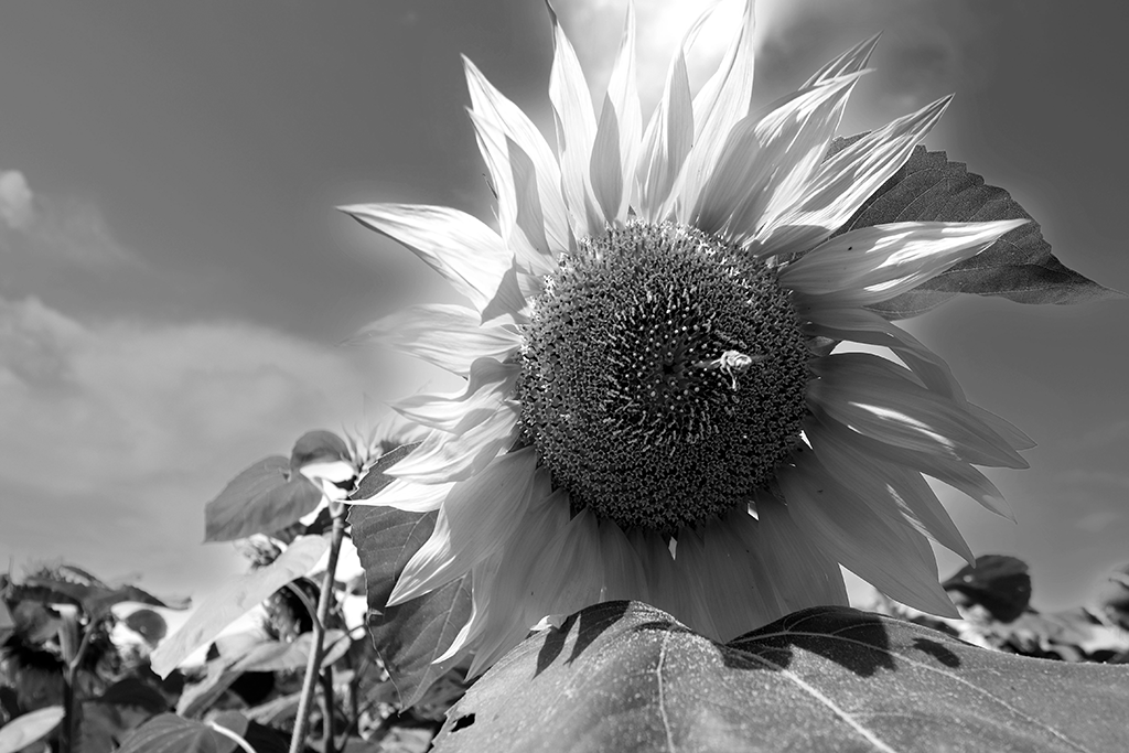 05 BNW_DSCF1781 copie Tournesols en N&B
