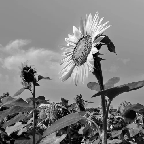 Tournesols en N&B