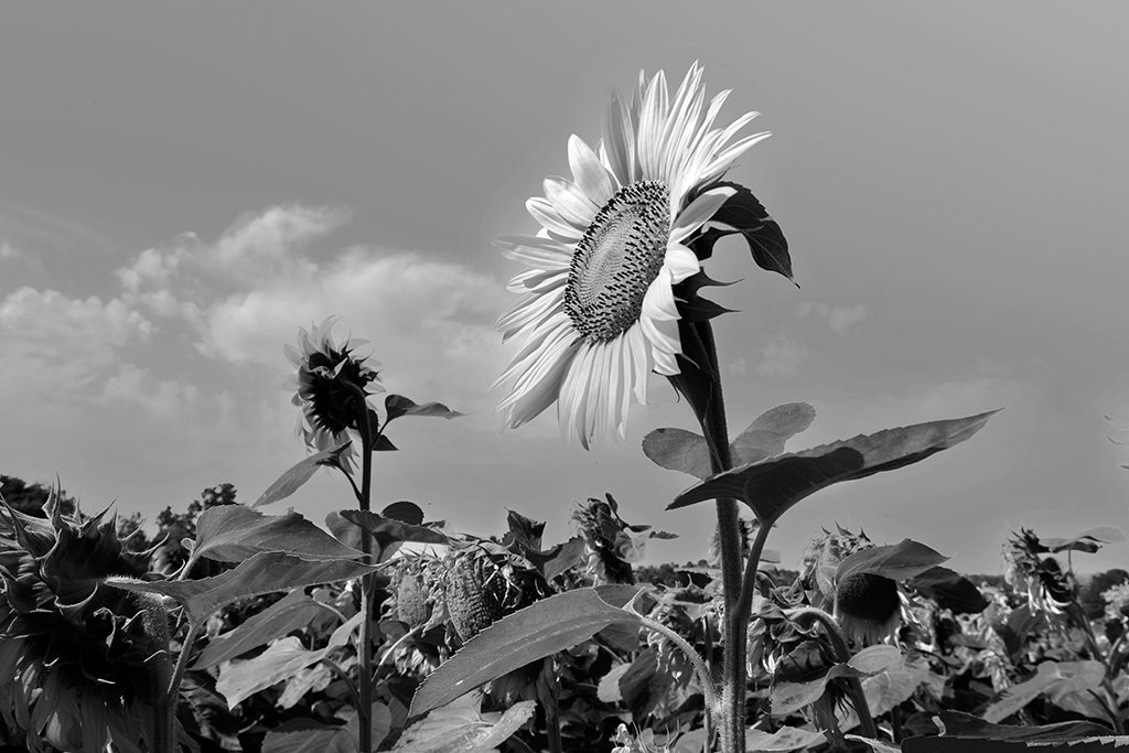 09 BNW_DSCF1690 copie Tournesols en N&B