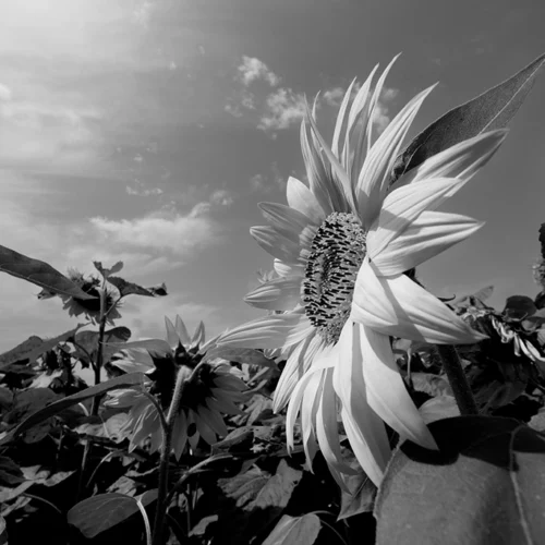 Tournesols en N&B