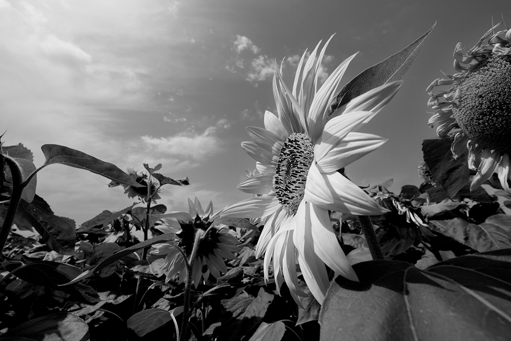 12 BNW_DSCF1973 copie Tournesols en N&B