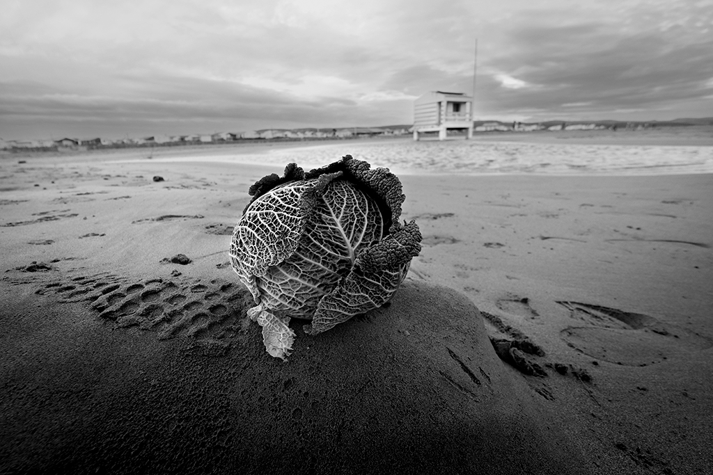 Chou en hiver à la plage (5) Un chou en hiver