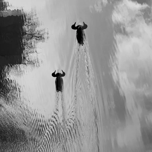Les gnous du canal