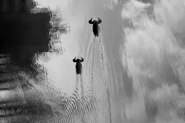Gnous_du_canal_HD_SRGB Les gnous du canal
